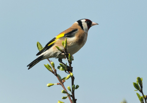 Stehlík obecný  (Carduelis carduelis)  A42I3347ok