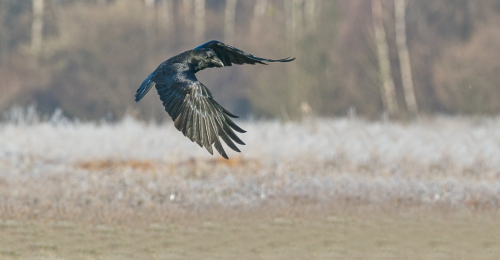 Krkavec velký  (Corvus corax)  A42I3356ok