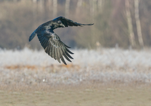 Krkavec velký  (Corvus corax)  A42I3356ok