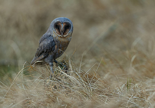Sova pálená  (Tyto alba)  A42I3359ok