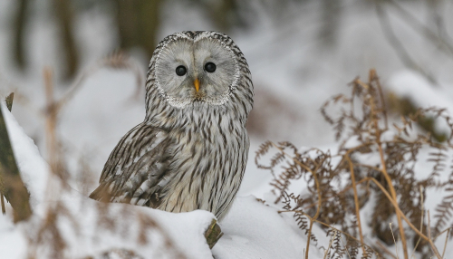 Puštík bělavý  (Strix uralensis)  A42I3362ok