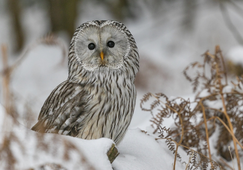 Puštík bělavý  (Strix uralensis)  A42I3362ok