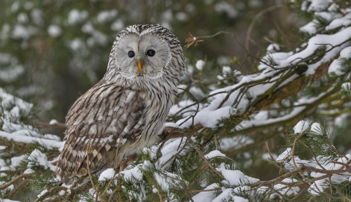 Puštík bělavý  (Strix uralensis)  A42I3404ok