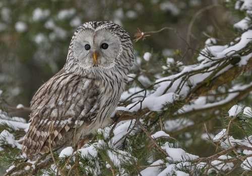 Puštík bělavý  (Strix uralensis)  A42I3404ok