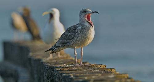 Racek stříbřitý  (Larus argentatus)  A42I3424ok