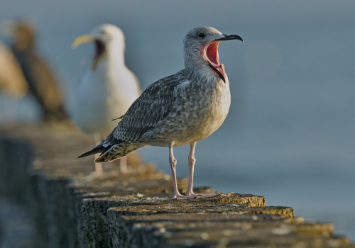 Racek stříbřitý  (Larus argentatus)  A42I3424ok