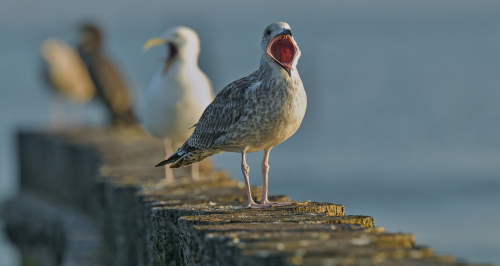 Racek stříbřitý  (Larus argentatus)  A42I3432ok