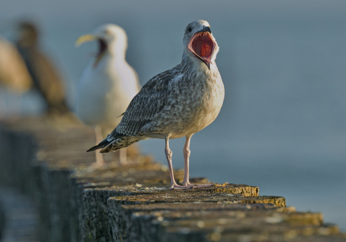Racek stříbřitý  (Larus argentatus)  A42I3432ok