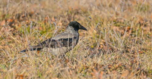 Vrána šedá  (Corvus cornix)  A42I3442ok