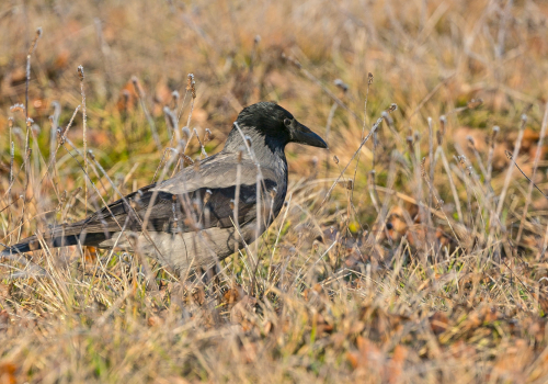 Vrána šedá  (Corvus cornix)  A42I3442ok