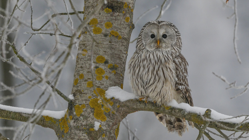 Puštík bělavý  (Strix uralensis)  A42I3527ok