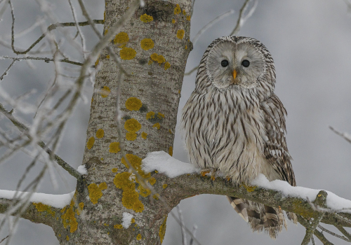Puštík bělavý  (Strix uralensis)  A42I3527ok