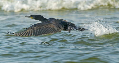 Kormorán velký  (Phalacrocorax carbo)  A42I3587ok