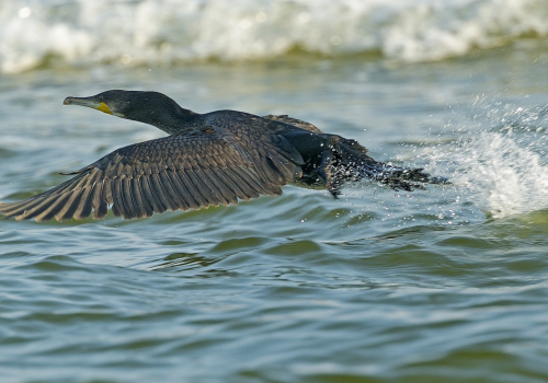 Kormorán velký  (Phalacrocorax carbo)  A42I3587ok