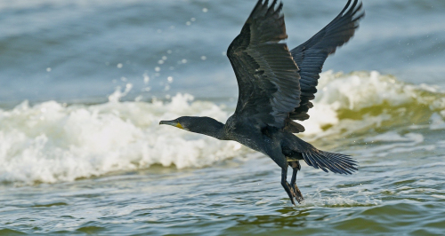 Kormorán velký  (Phalacrocorax carbo)  A42I3593ok