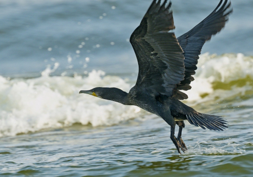 Kormorán velký  (Phalacrocorax carbo)  A42I3593ok