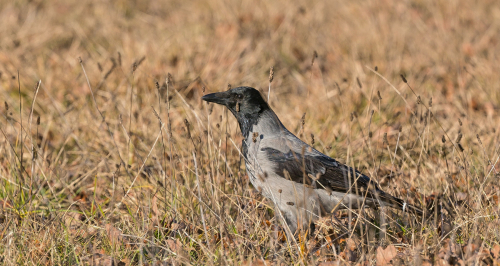 Vrána šedá  (Corvus cornix)  A42I3712ok