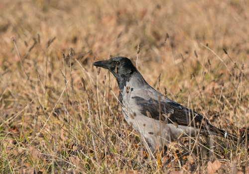 Vrána šedá  (Corvus cornix)  A42I3712ok