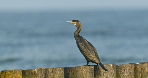Kormorán velký  (Phalacrocorax carbo)  A42I3748ok