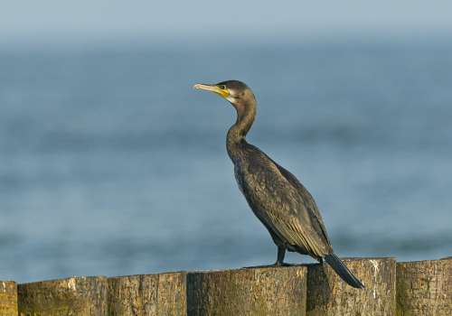 Kormorán velký  (Phalacrocorax carbo)  A42I3748ok