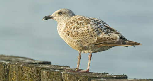 Racek stříbřitý  (Larus argentatus)  A42I3857ok
