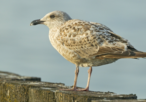 Racek stříbřitý  (Larus argentatus)  A42I3857ok