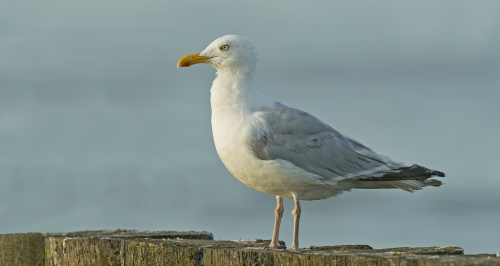 Racek stříbřitý  (Larus argentatus)  A42I3921ok