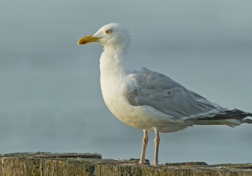 Racek stříbřitý  (Larus argentatus)  A42I3921ok