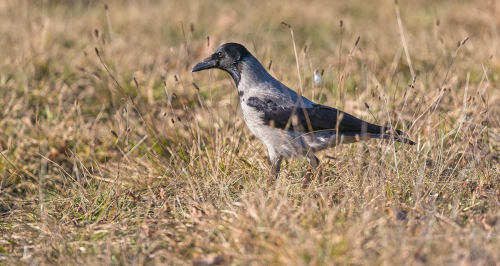 Vrána šedá  (Corvus cornix)  A42I3987ok