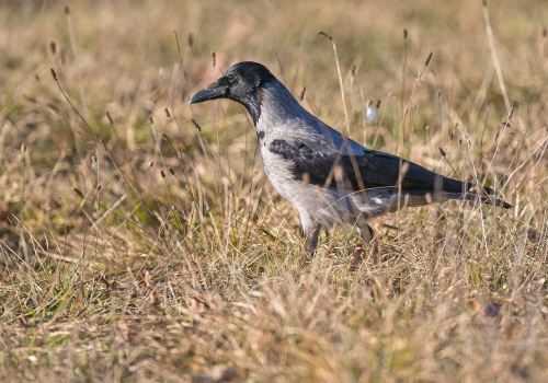 Vrána šedá  (Corvus cornix)  A42I3987ok