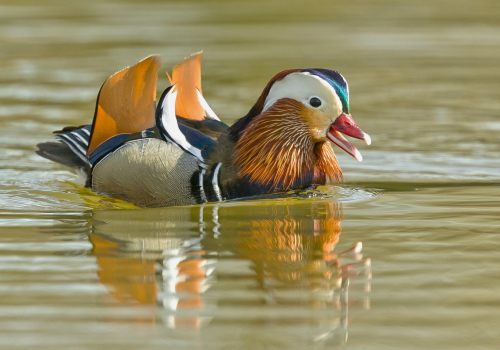 Kachnička mandarinská  (Aix galericulata)  A42I4150ok