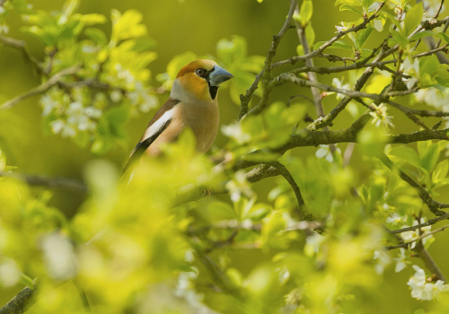 Dlask tlustozobý  (Coccothraustes coccothraustes)  A42I4229ok