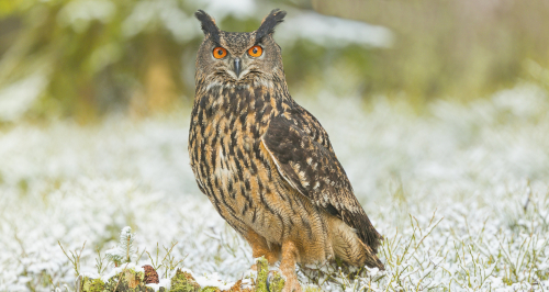 Výr velký  (Bubo bubo)  A42I4266ok