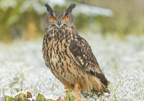 Výr velký  (Bubo bubo)  A42I4266ok