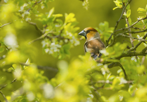 Dlask tlustozobý  (Coccothraustes coccothraustes)  A42I4272ok
