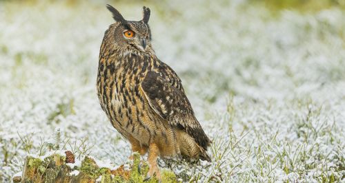 Výr velký  (Bubo bubo)  A42I4292ok