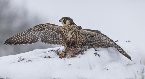 Raroh lovecký  (Falco rusticolus)  A42I4296ok
