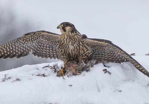 Raroh lovecký  (Falco rusticolus)  A42I4296ok