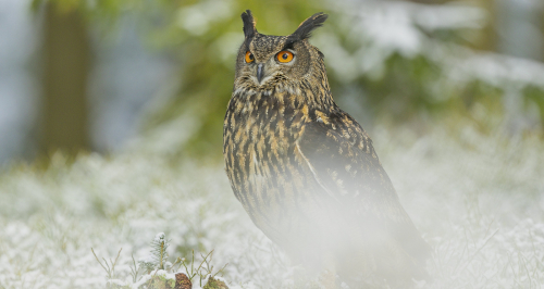 Výr velký  (Bubo bubo)  A42I4300ok