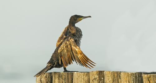Kormorán velký  (Phalacrocorax carbo)  A42I4302ok