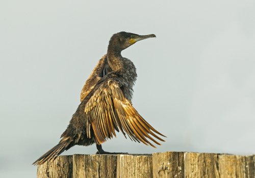 Kormorán velký  (Phalacrocorax carbo)  A42I4302ok