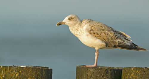 Racek stříbřitý  (Larus argentatus)  A42I4348ok-2