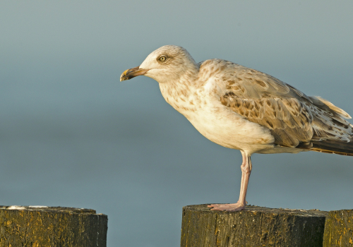 Racek stříbřitý  (Larus argentatus)  A42I4348ok-2
