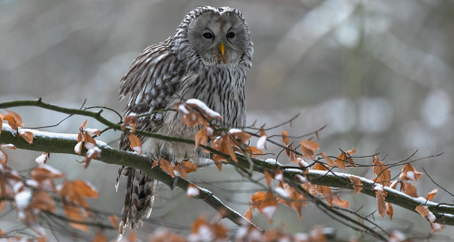 Puštík bělavý  (Strix uralensis)  A42I4348ok