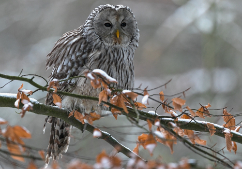 Puštík bělavý  (Strix uralensis)  A42I4348ok