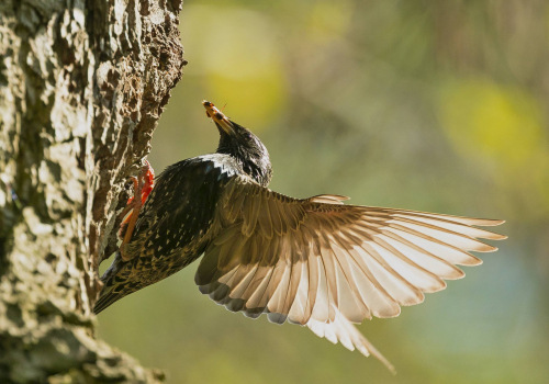Špaček obecný  (Sturnus vulgaris)  A42I4388ok