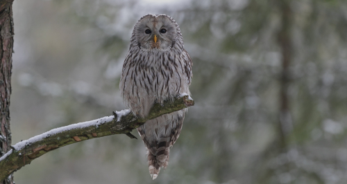Puštík bělavý  (Strix uralensis)  A42I4403ok
