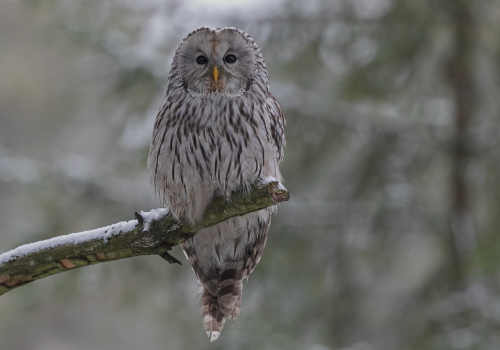 Puštík bělavý  (Strix uralensis)  A42I4403ok