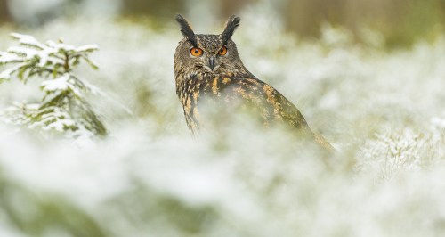 Výr velký  (Bubo bubo)  A42I4461ok