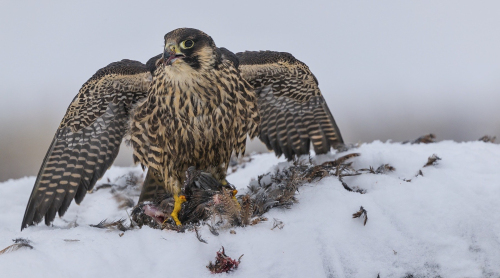 Raroh lovecký  (Falco rusticolus)  A42I4476ok